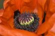 Poppy flower macro, focus in the center