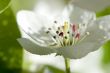 pear flowers macro