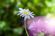 Daisy flower on green meadow (selective DOF)