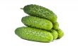 green cucumber vegetable fruits  isolated on white background