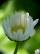 beatiful daisy macro