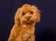 Portrait of a puppy