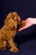 Give a paw