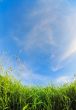 High Grass
