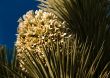 Joshua Tree Bloom DSC_0415