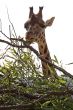 Giraffe at the meal