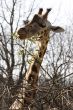 Giraffe at the meal