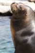 Sea lion when sunbathing
