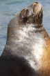 Sea lion when sunbathing