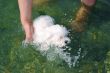 Little dog swimming