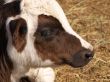 Brown and White Cow