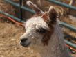 White and Brown Alpaca