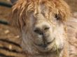 Tan Alpaca