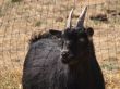 Black Goat