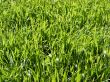 Meadow