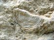 Shell numulit