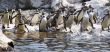 Group of penguins