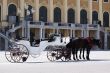 Coach in front of castle schoenbrunn, Vienna