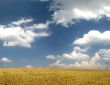 Wheat field in late summer