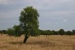 Wheat field with tree