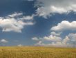 Wheat field in late summer with clouds