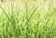Green grass close-up