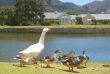 Group of ducks and goose