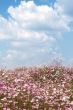 Field of wild cosmos flowers