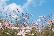 Field of wild cosmos flowers