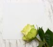 Rose on a blank leaf paper