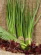 Bunches of the cut off green onions