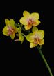 Pink Moth Orchid flower