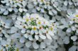 white iberis sempervirens flower