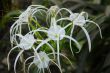 White crinum spiderlily Flower