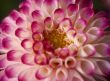 pink pompom dahila flower