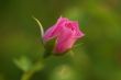 Rose Flower bud