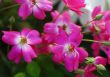 Pink Rose Flowers bunch