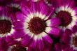 pink cineraria flower