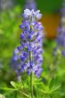 Blue Lupin Flower
