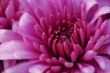 pink chrysanthemum flower