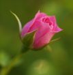 Rose Flower bud