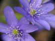 Hepatica close-up