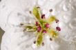 Beautiful blossoms close-up with dew drops