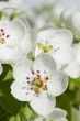 pear flowers macro