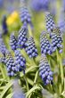 Blue common grape hyacinth in the sun in spring