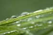 Close-up of fresh green straws with water as a background