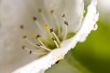 Beautiful blossoms close-up with dew drops