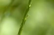 Closeup of the green grass covered dew