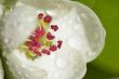 Beautiful blossoms close-up with dew drops