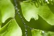 Green leaf with drops of water